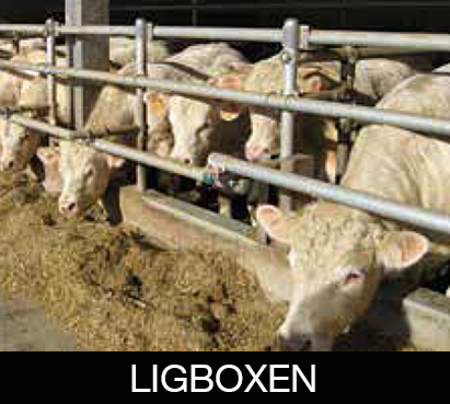 ligbox